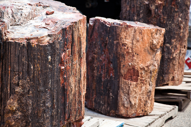 Large petrified logs.  Arizona